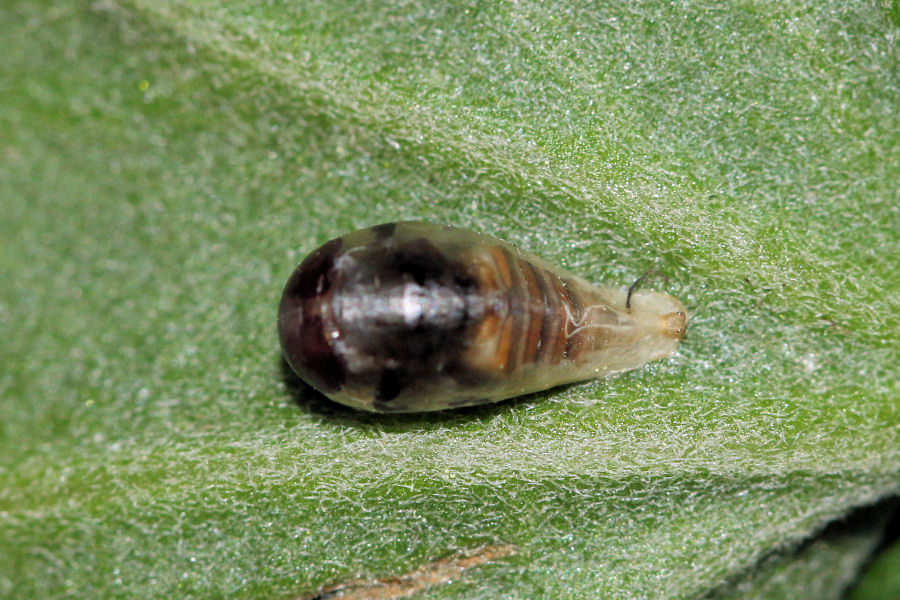 Episyrphus balteatus: pupa parassitata?